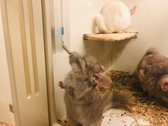 -龙猫仔乐园(惠福东路店)