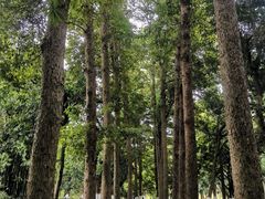 -张坝桂圆林公园