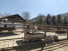 -青藏高原野生动物园