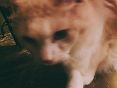-猫猫幼稚园·撸猫·桌游·电玩