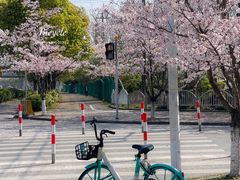 -高东镇樱花园