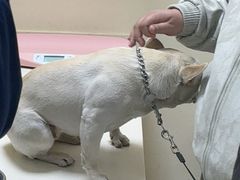 -全心全意连锁动物医院·微创中心·内科急重症·心脏专科(丰管路店)