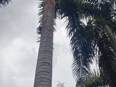 -西双版纳傣族园