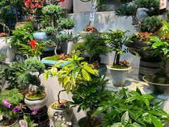 -花鸟鱼虫鲜花绿植市场(玉泉路店)