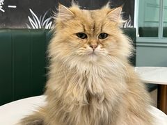 -安格丽娜·狗咖·猫咖羊驼咖(春熙路百盛商场店)