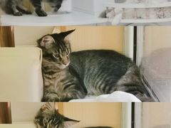 -鼓捣猫呢主题猫咖店