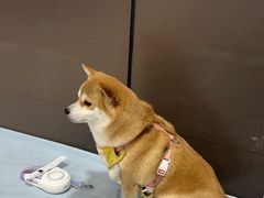 -中农国际动物医院24小时·猫科·骨科·急重症中心
