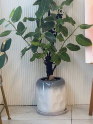 -章光101防脱养发荟