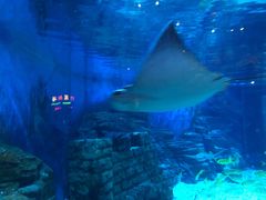 -烟台海昌鲸鲨海洋公园