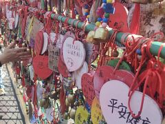 -西双版纳原始森林公园