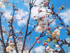 -天适樱花悠乐园