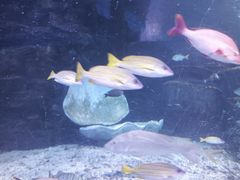 -太平洋海底世界