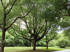 -大宁郁金香公园-停车场