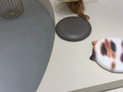 -飞行喵MR PILOT|猫舍·猫咖(静安大融城店)