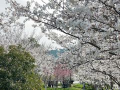 -径山花海
