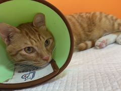 -乐派堂宠物医院·猫友好· 心脏科(东街店)