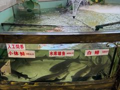 -楚鱼王·河鲜·湖北菜(华农店)