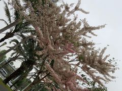 -深圳湾公园(南山区)