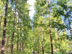 -黄海国家森林公园