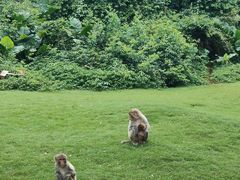-海南热带野生动植物园