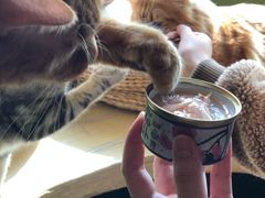 -猫猫幼稚园·撸猫·桌游·电玩