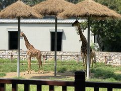 -北京野生动物园