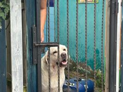 -趣玩宠物乐园寄养训犬训狗游泳池