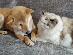 -南京Hallo宠物乐园·哈罗犬舍·柴犬繁育基地