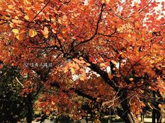 -北京西山国家森林公园