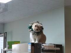 -MOYOYO猫咪咖啡店