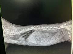 -暖阳宠物医院·犬猫康复中心·骨科