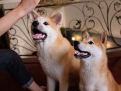 -喜柴咖啡·柴犬狗咖