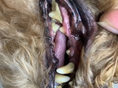 -PETKIT小佩宠物·低压洗护(国顺东路店)