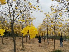 -天适樱花悠乐园