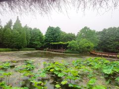 -上海滨江森林公园