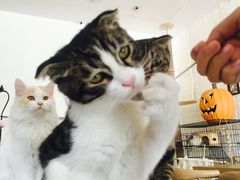 -平行世界·猫咖(首经贸店)
