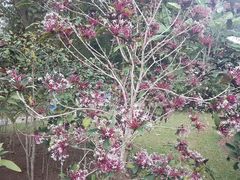 -中国科学院西双版纳热带植物园