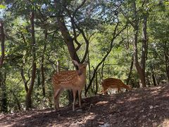 -大连森林动物园