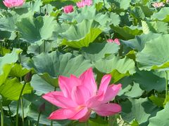 -莲花池公园