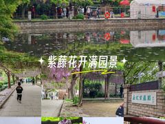 -嘉定紫藤园