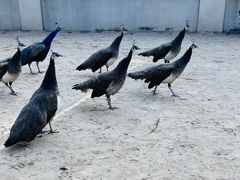 -秦皇岛野生动物园
