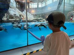 -帝企鹅自助餐厅•儿童岛•真企鹅(长隆企鹅酒店)