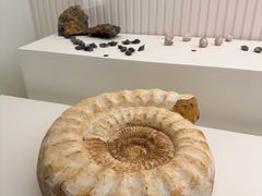 -青岛贝壳博物馆