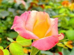 -文华公园(禅城区)