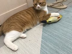 -美联众合动物医院·24h转诊中心