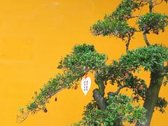 -杭州上天竺法喜讲寺