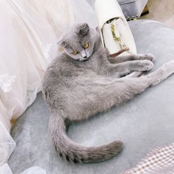 -莫小姐婚纱