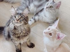 -十年猫舍·猫咪专门店(普陀店)