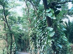 -深圳仙湖植物园