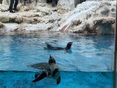 -帝企鹅自助餐厅•儿童岛•真企鹅(长隆企鹅酒店)